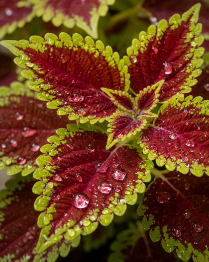 Coleus | 彩葉子
