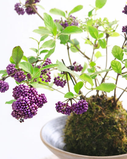 Purple Beautyberry Kokedama | 紫珠苔蘚球