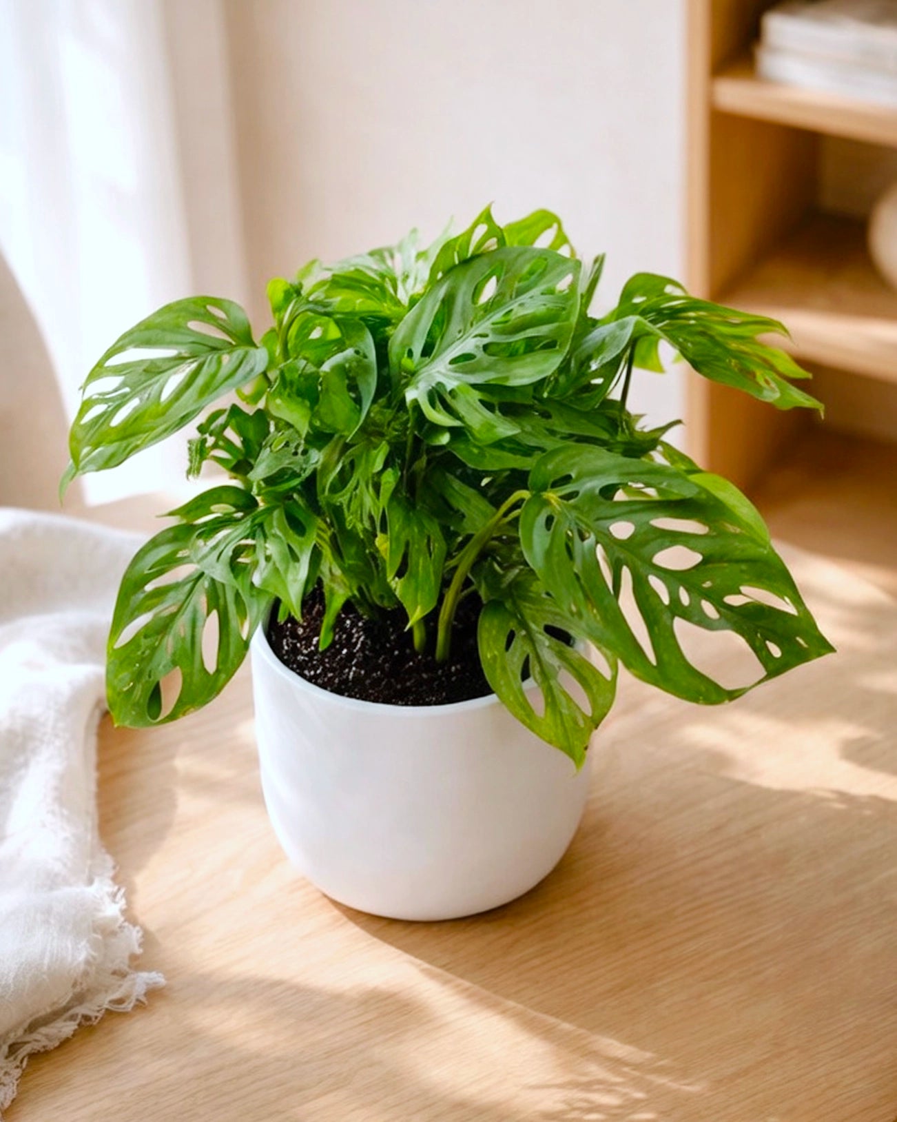 Swiss Cheese Plant | 孔洞蔓綠絨