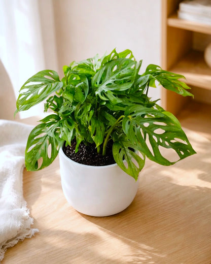 Swiss Cheese Plant | 孔洞蔓綠絨
