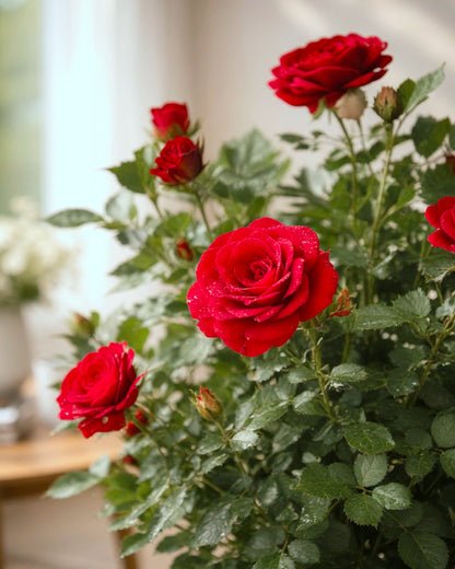 Rosa Chinensis | 月季