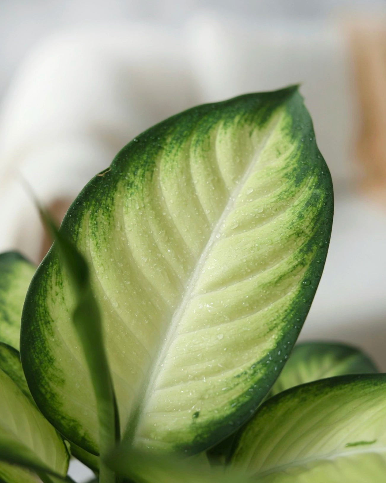 Dumb Cane | 萬年青