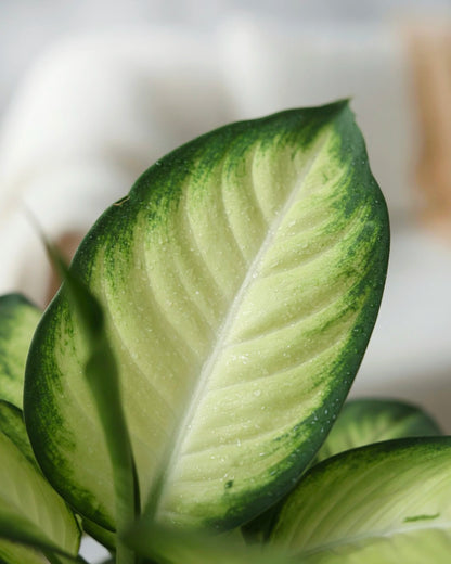 Dumb Cane | 萬年青
