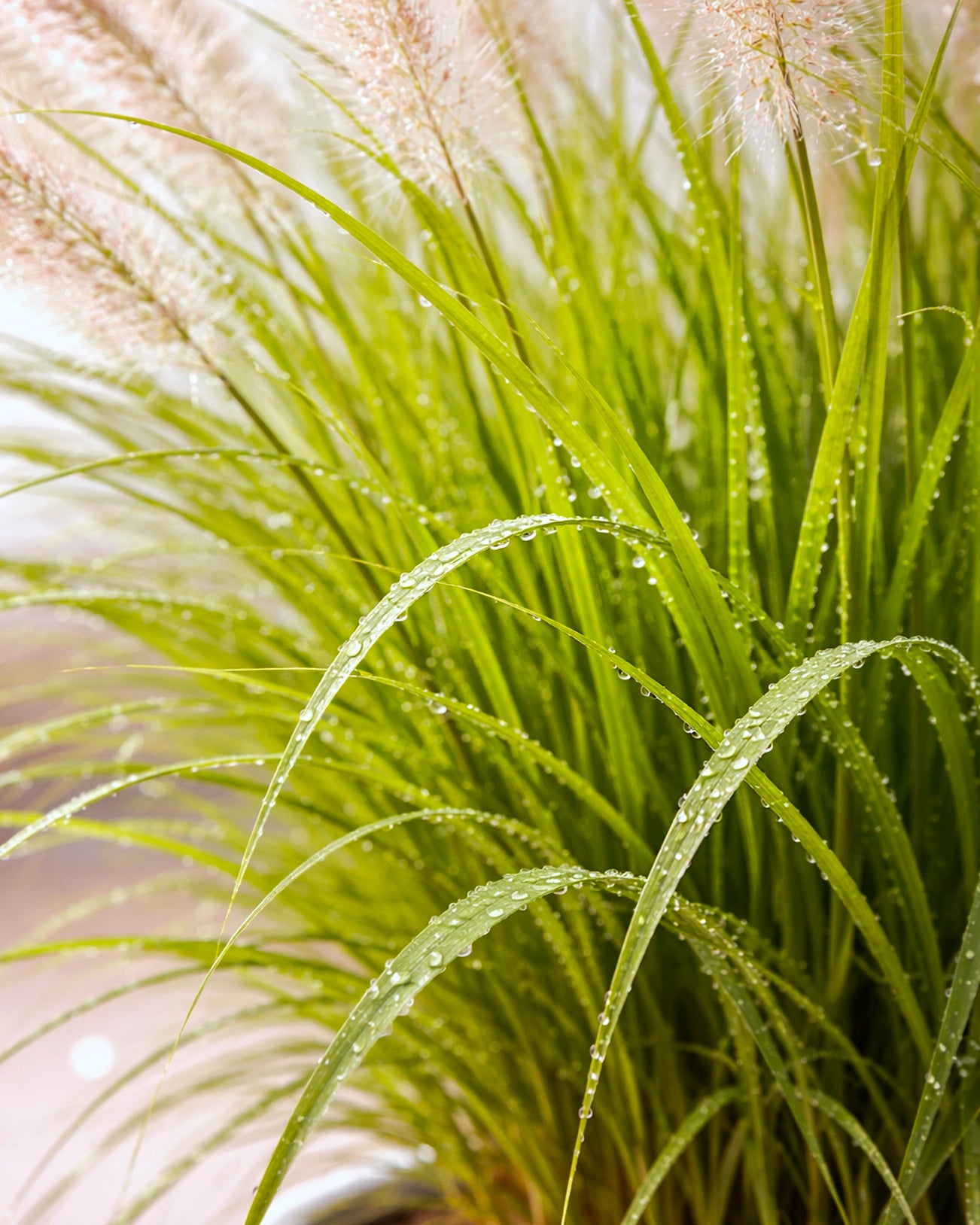Fountain Grass | 狼尾草