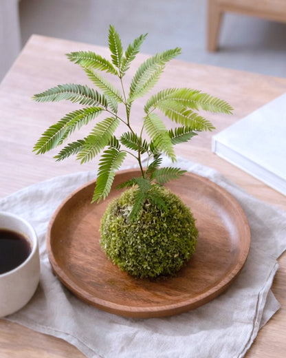 Dense-leaf Necklace Pod Plant Kokedama | 密葉猴耳環苔蘚球