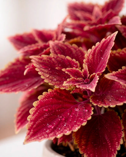 Coleus | 彩葉子