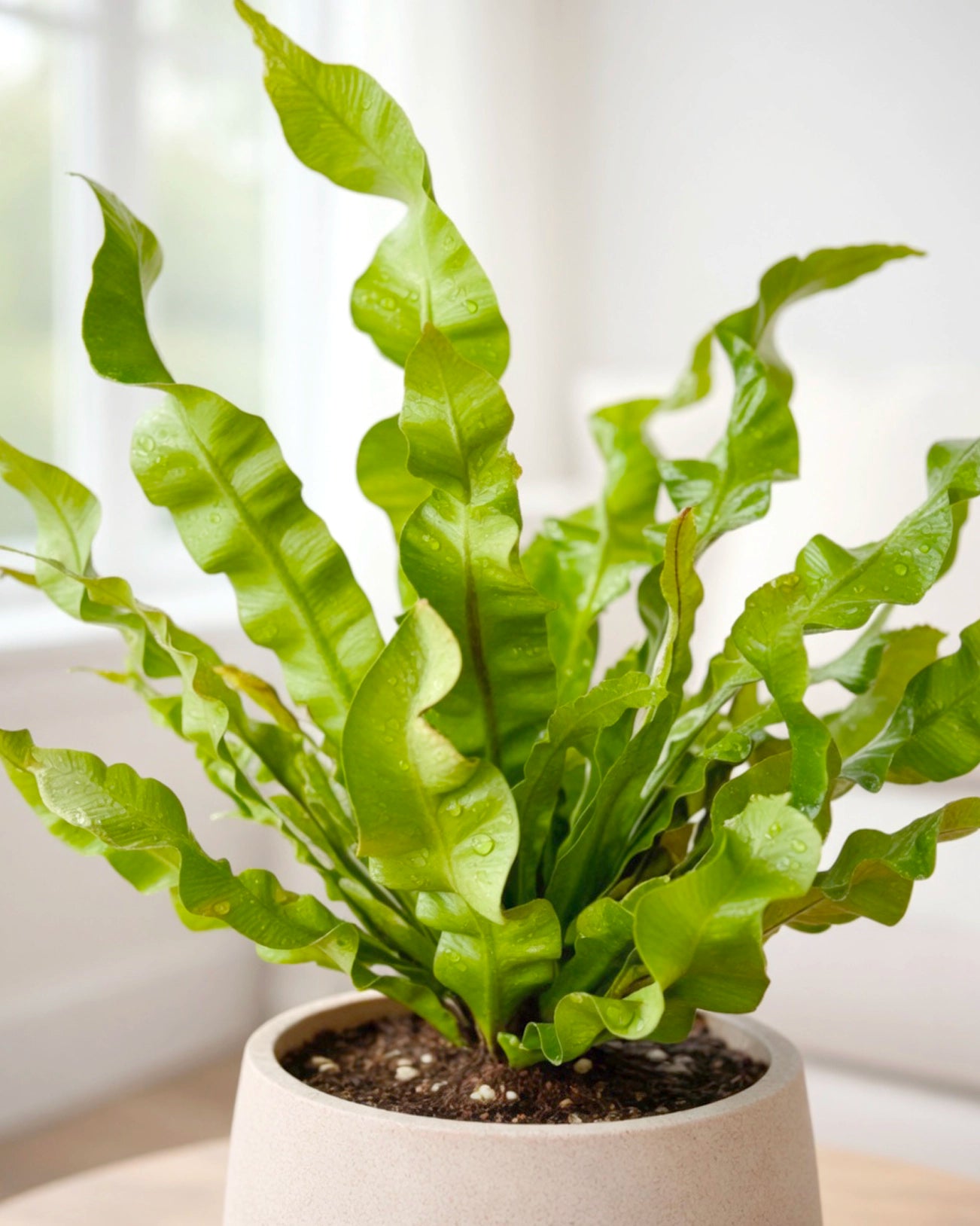 Bird’s Nest Fern | 鳥巢蕨