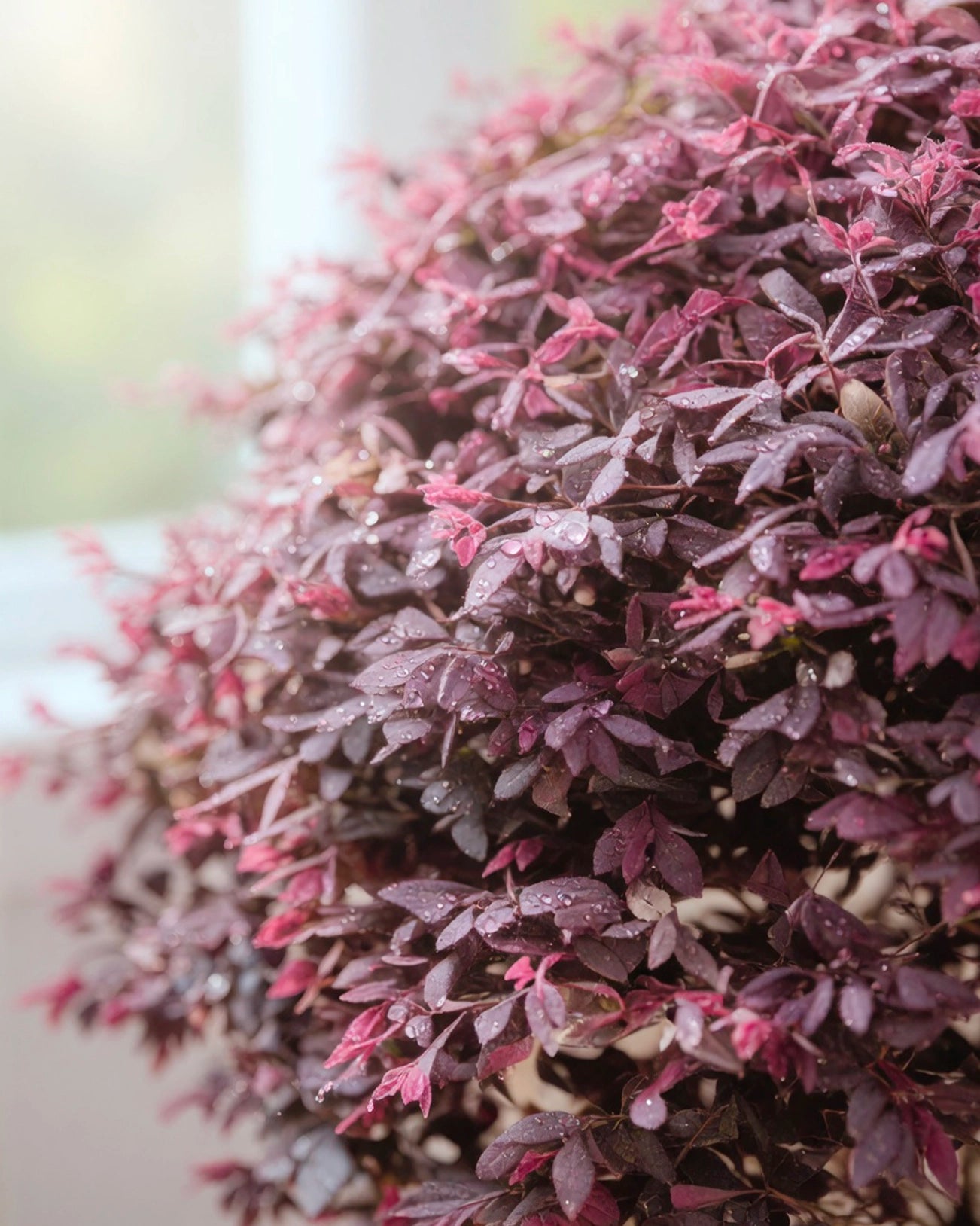 Chinese Fringe Flower | 紅繼木