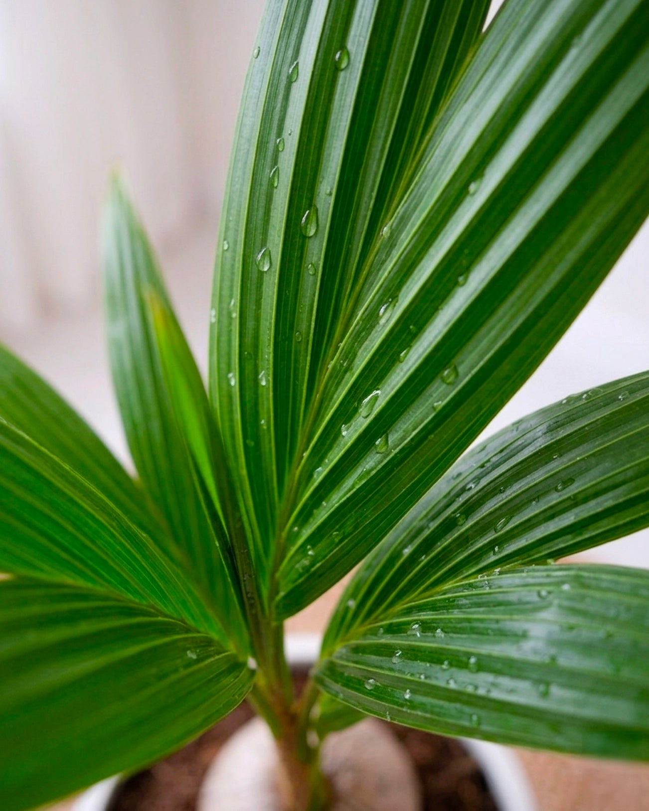 Coconut Palm | 椰子