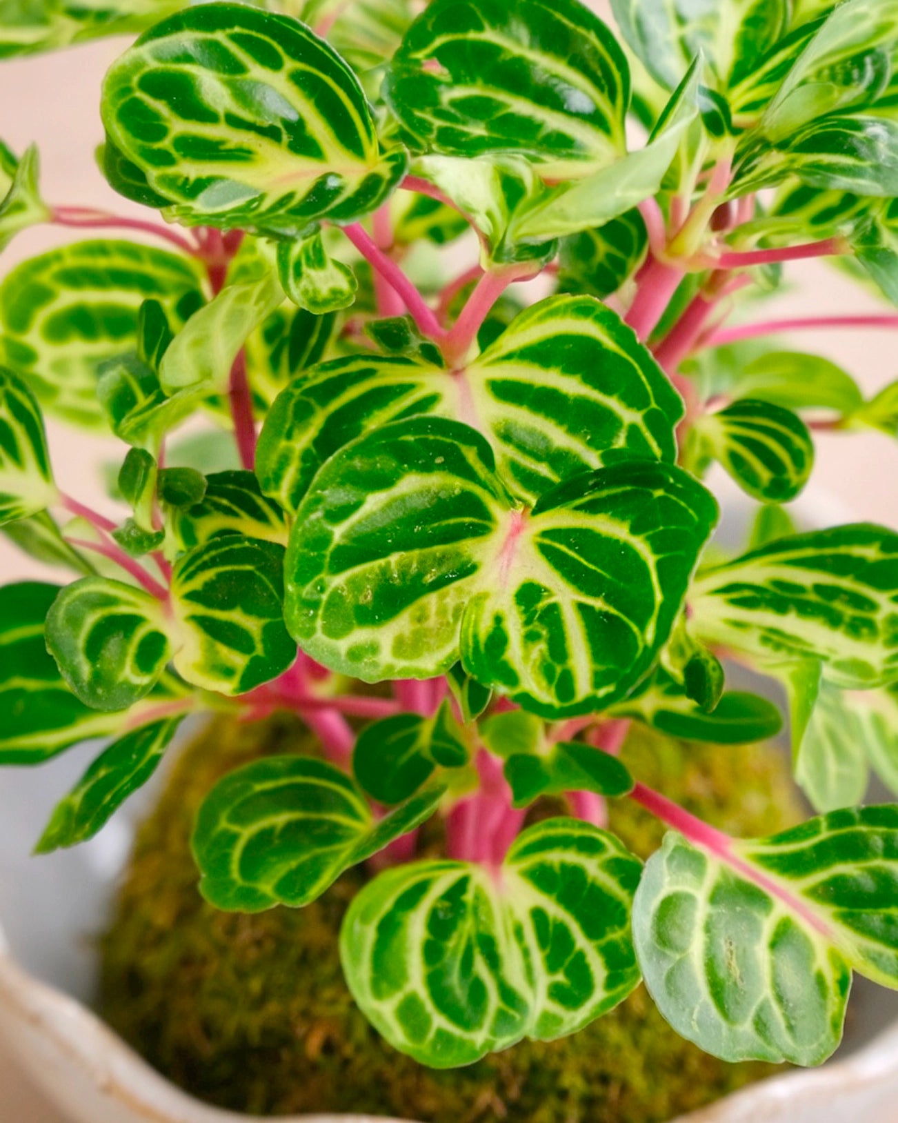 Money Tree (Pachira) Kokedama  | 錢多多苔蘚球