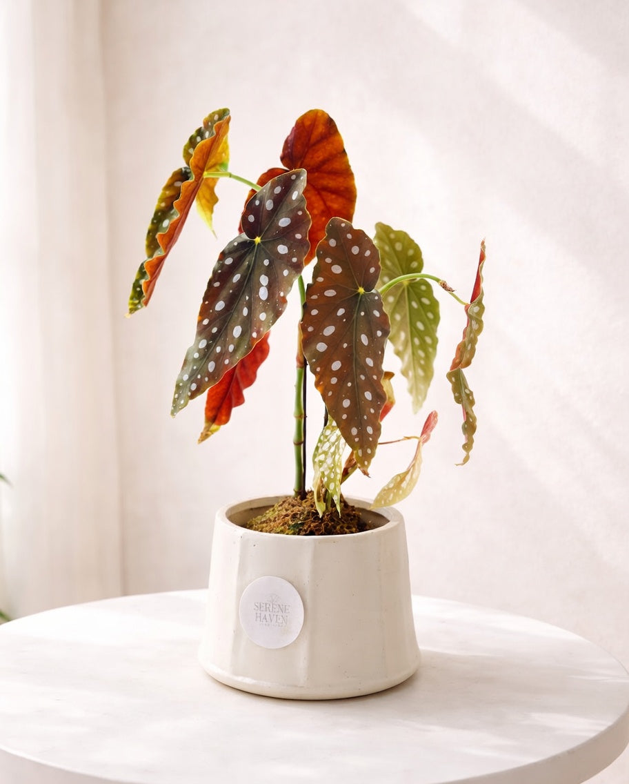 Polka Dot Kokedama｜粉旗魚秋海棠苔蘚球