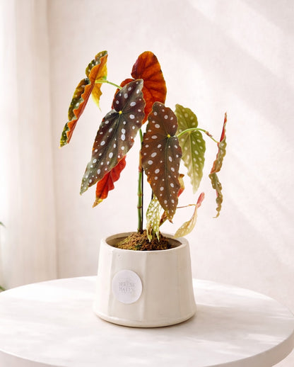 Polka Dot Kokedama｜粉旗魚秋海棠苔蘚球