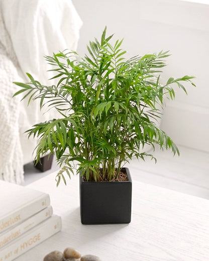 Parlor Palm | 袖珍椰子