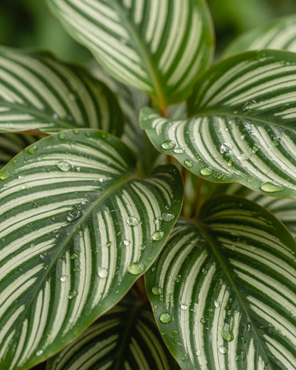 Calathea ‘Network’ | 青紋竹芋