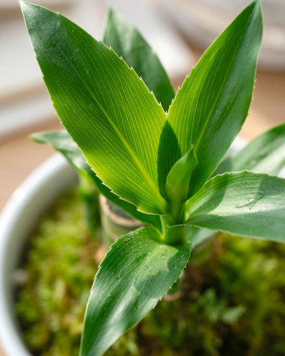 Lucky Bamboo Kokedama | 步步高苔蘚球
