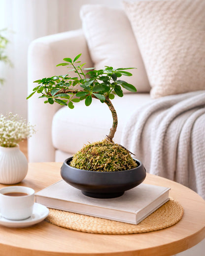 Umbrella Tree Kokedama | 鴨腳木苔蘚球