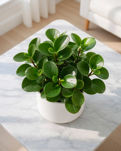 Baby Rubber Plant | 圓葉椒草