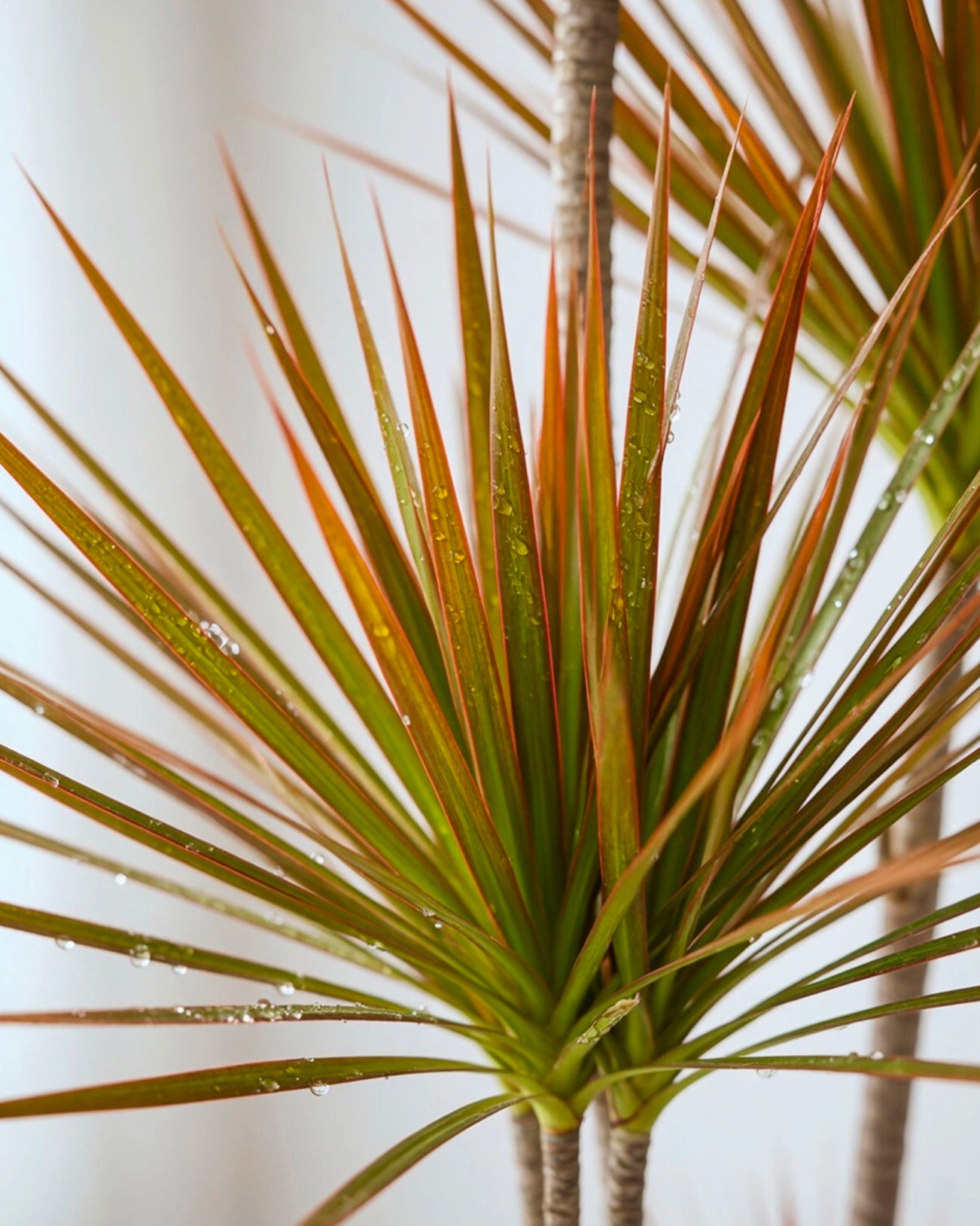 Ti Plant | 千年木