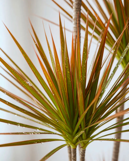 Ti Plant | 千年木