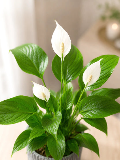 White Anthurium｜白掌