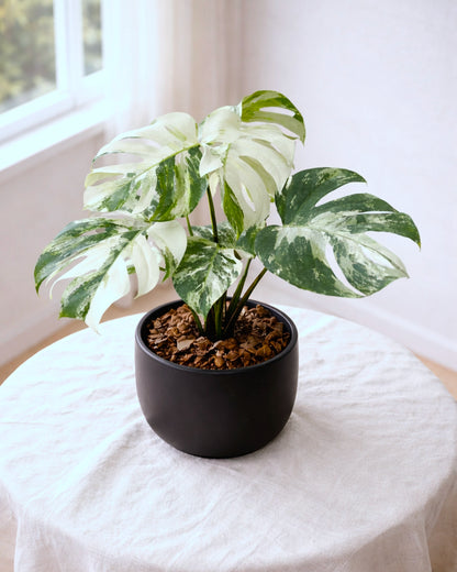 Variegated Monstera | 白錦龜背竹