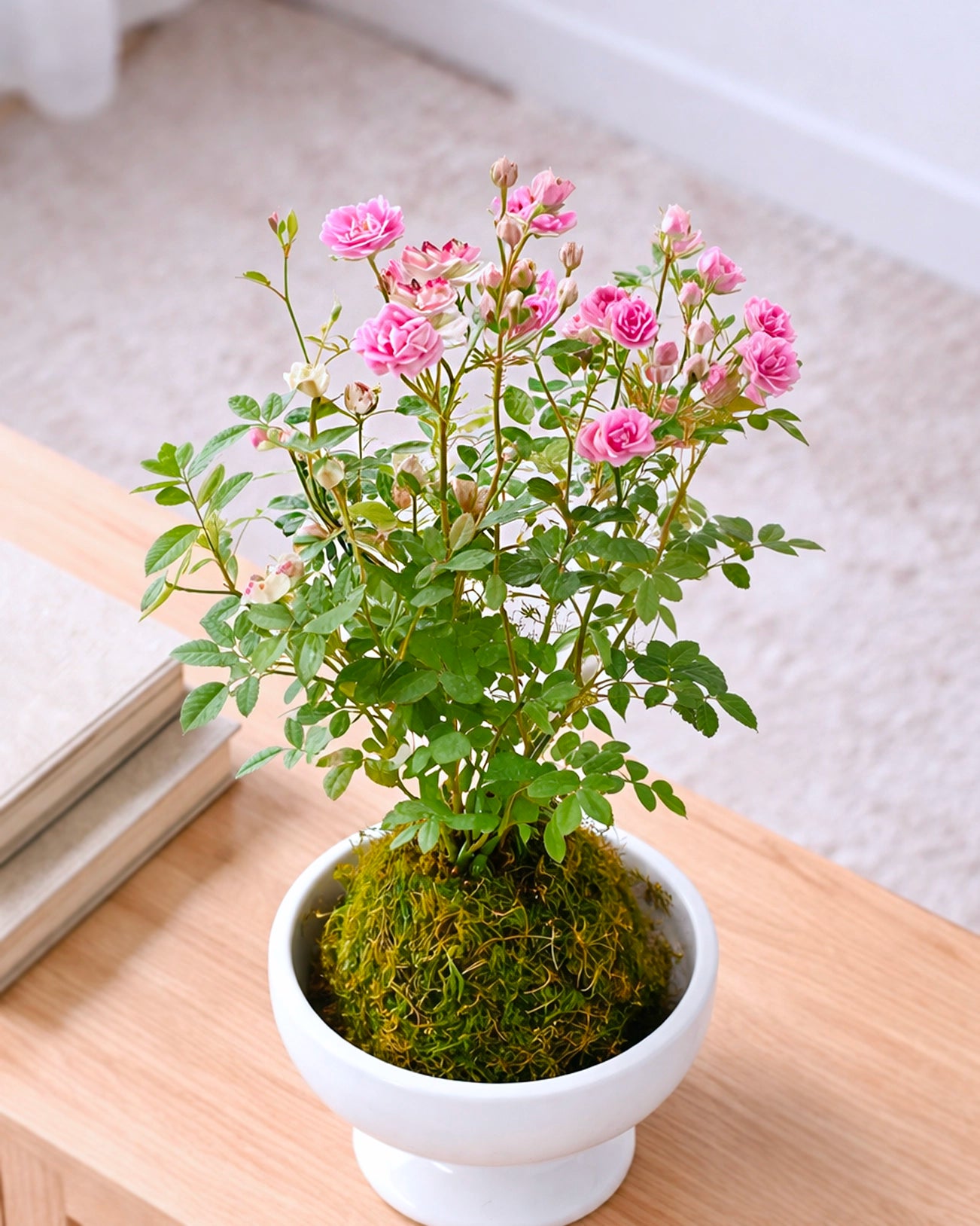 Miniature Rose Kokedama | 姬月季苔蘚球