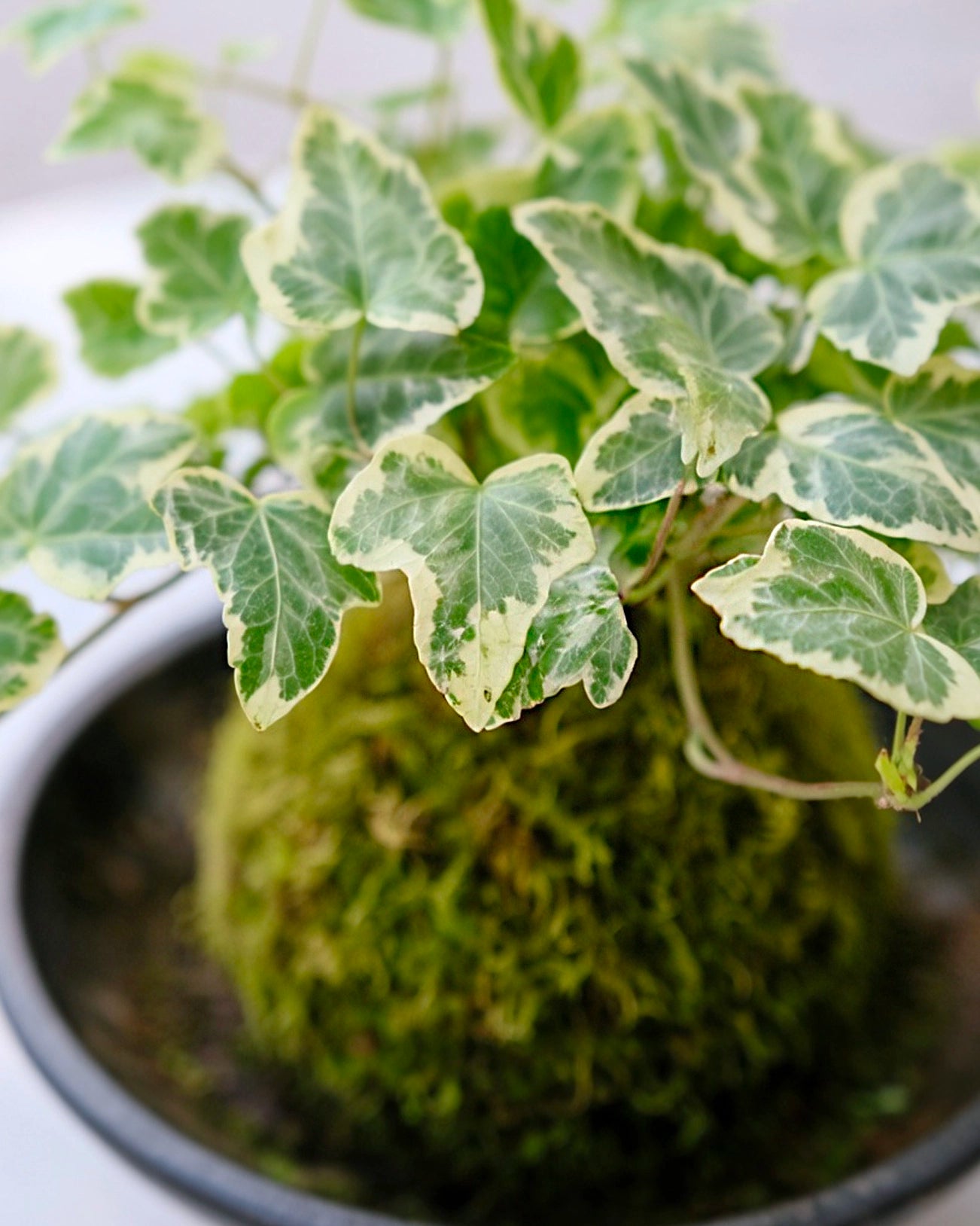 Snow Jade Kokedama | 雪瑩苔蘚球