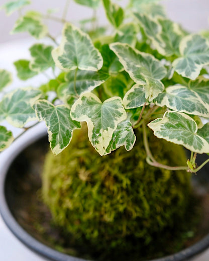 Snow Jade Kokedama | 雪瑩苔蘚球