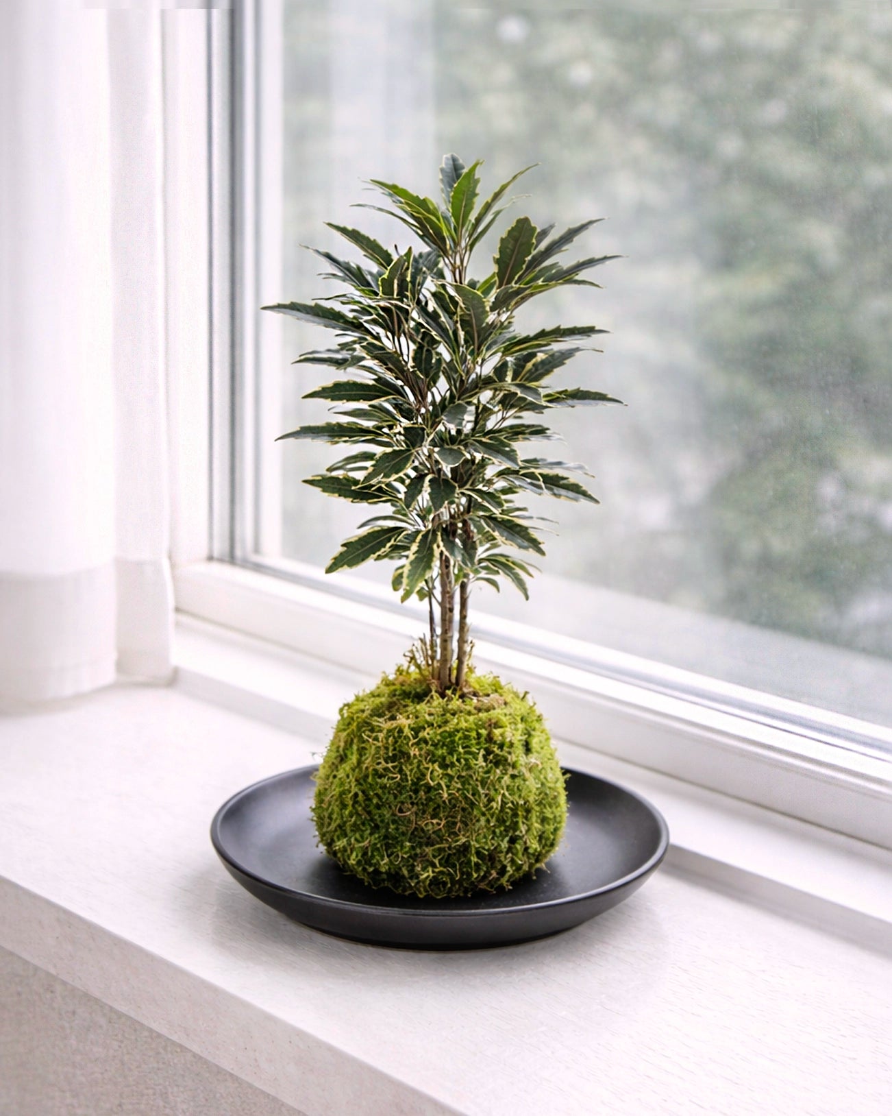 Peacock Plant (Calathea) Kokedama | 孔雀木苔蘚球