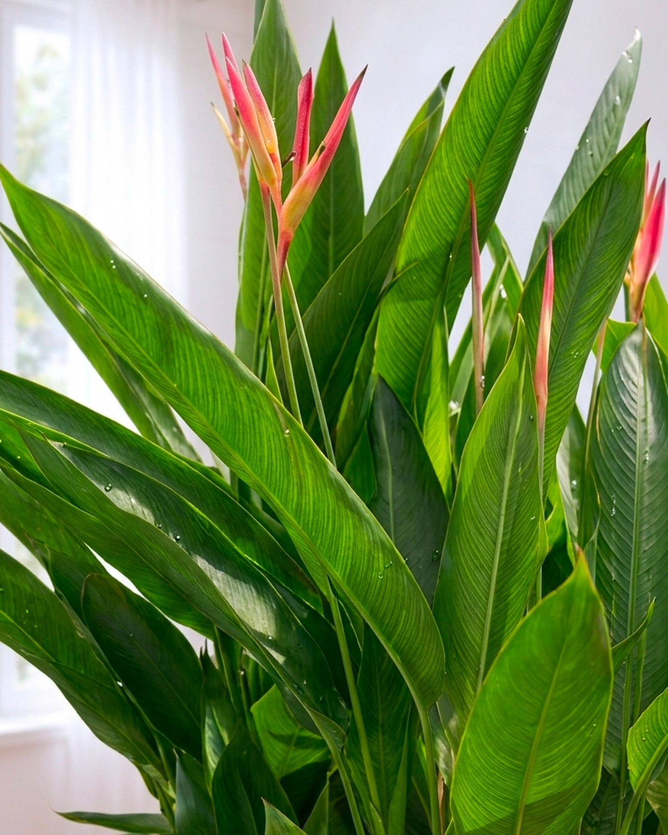 Bird of Paradise | 富貴鳥蕉