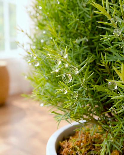 Ming Aralia | 霧松