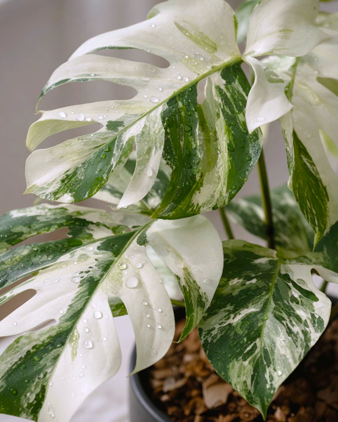 Variegated Monstera | 白錦龜背竹