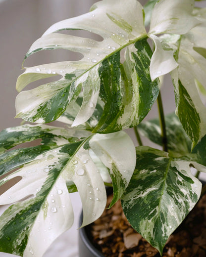 Variegated Monstera | 白錦龜背竹