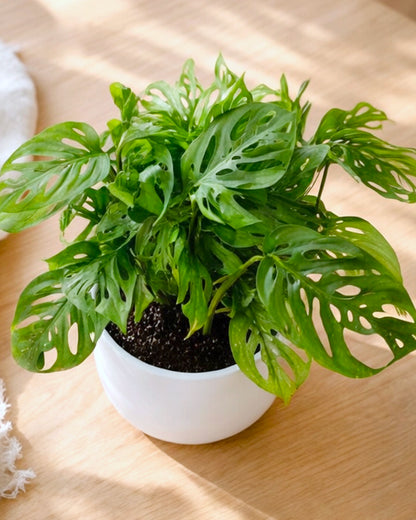 Swiss Cheese Plant | 孔洞蔓綠絨