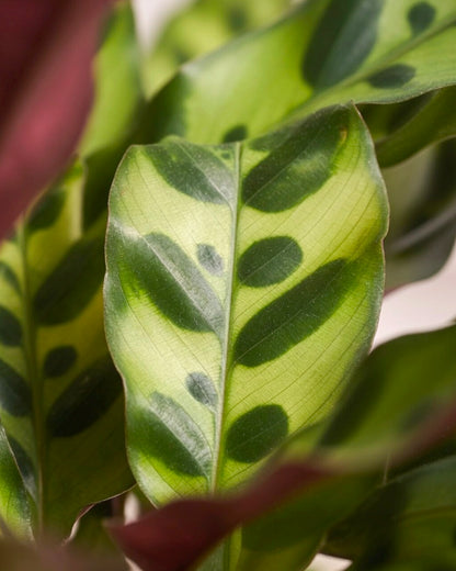 Calathea ‘Burle Marx’ | 貓眼竹芋