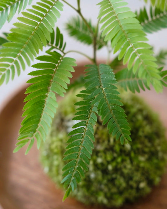 Dense-leaf Necklace Pod Plant Kokedama | 密葉猴耳環苔蘚球