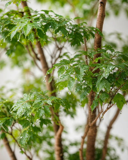 Fabian Aralia | 福祿桐