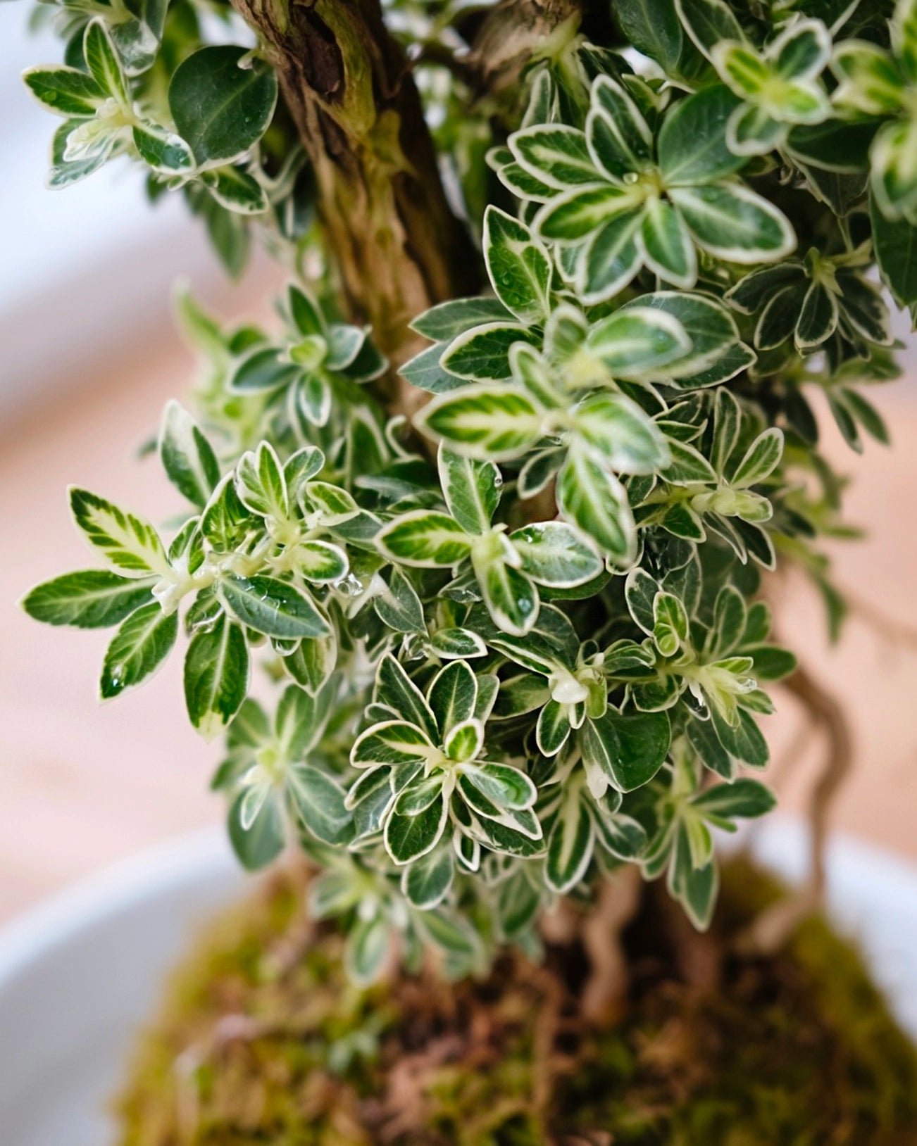 Serissa (Snow Rose) Kokedama | 六月雪苔蘚球