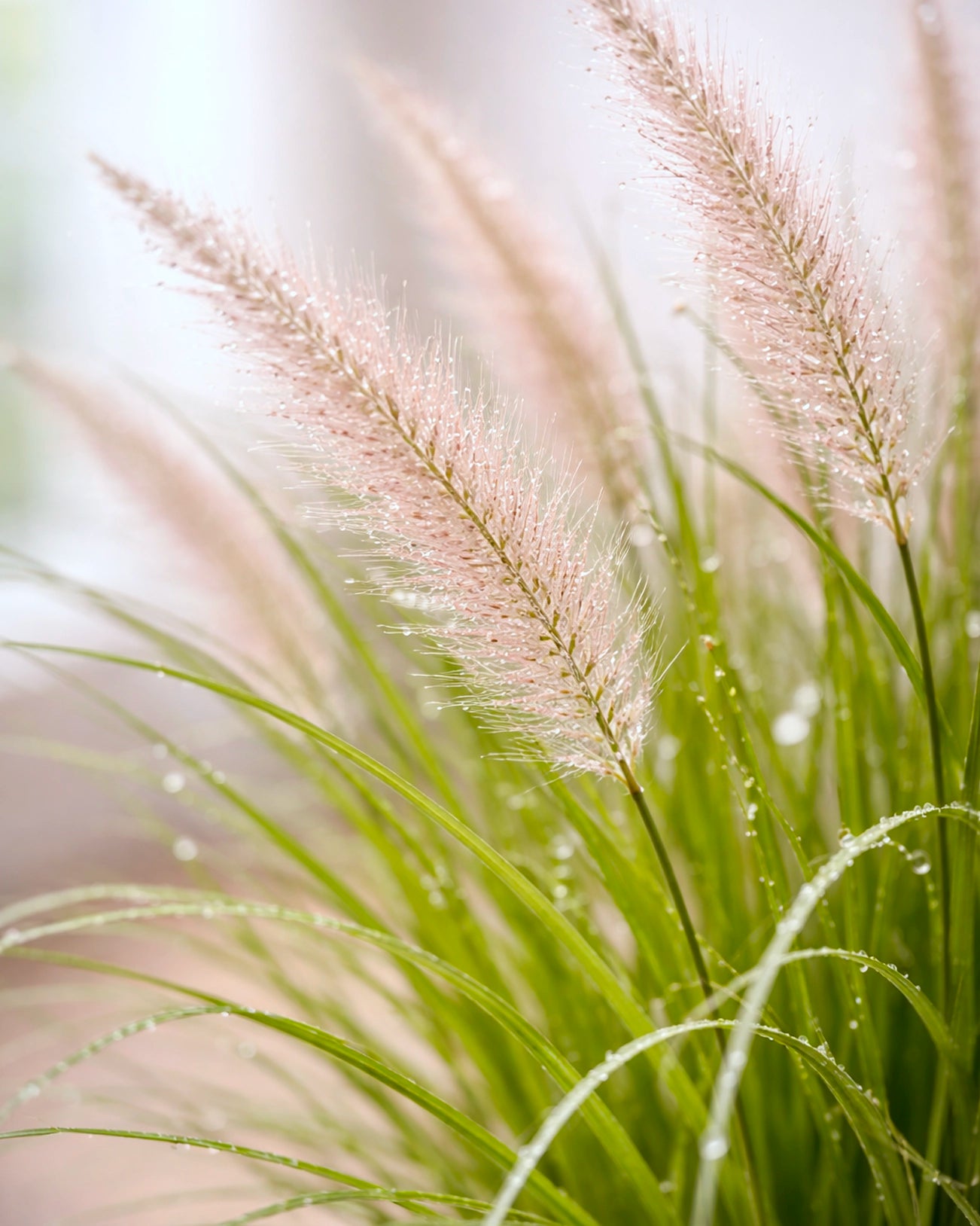 Fountain Grass | 狼尾草