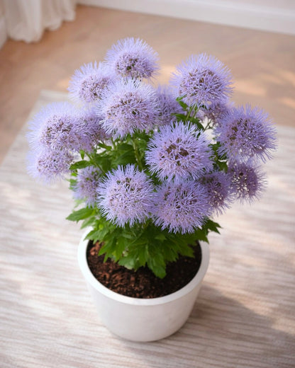 Blue Mistflower | 藍霧花