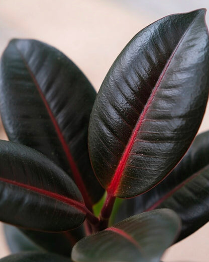 Black Rubber Plant Kokedama | 黑金剛苔蘚球