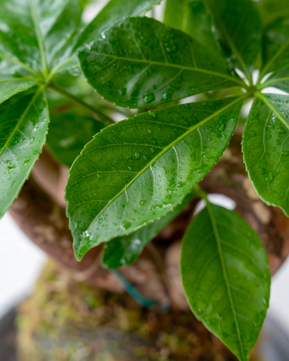 Money Tree Kokedama | 扭紋發財樹苔蘚球
