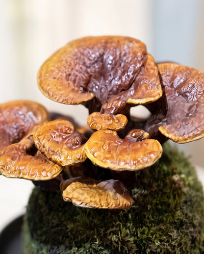 Reishi Mushroom Kokedama｜靈芝苔蘚球