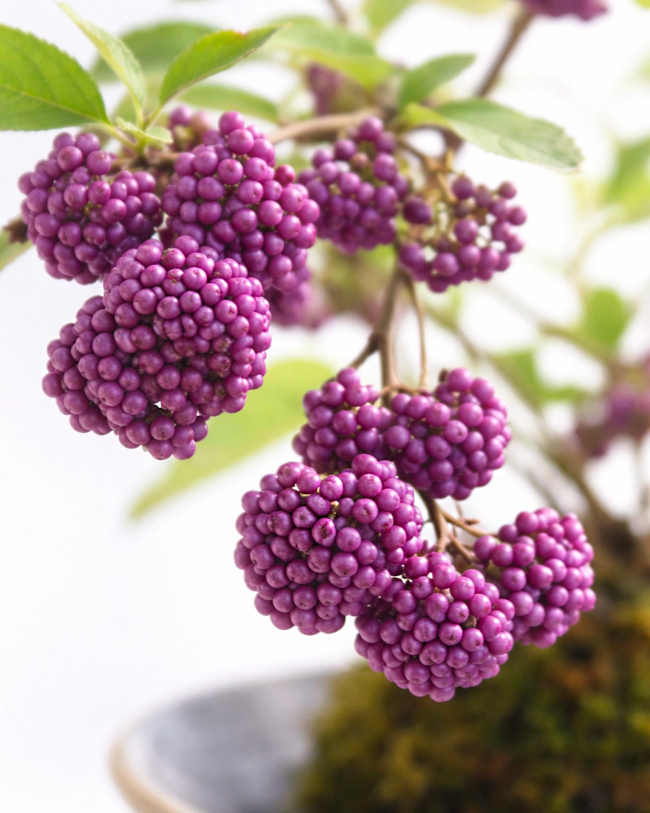 Purple Beautyberry Kokedama | 紫珠苔蘚球
