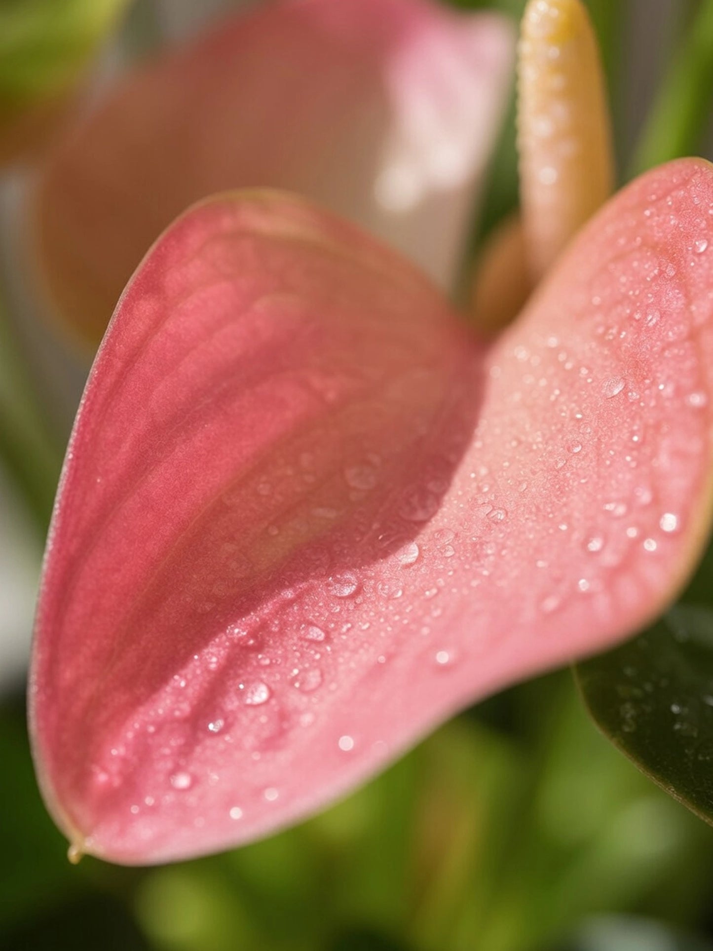 Plum Anthurium｜掌