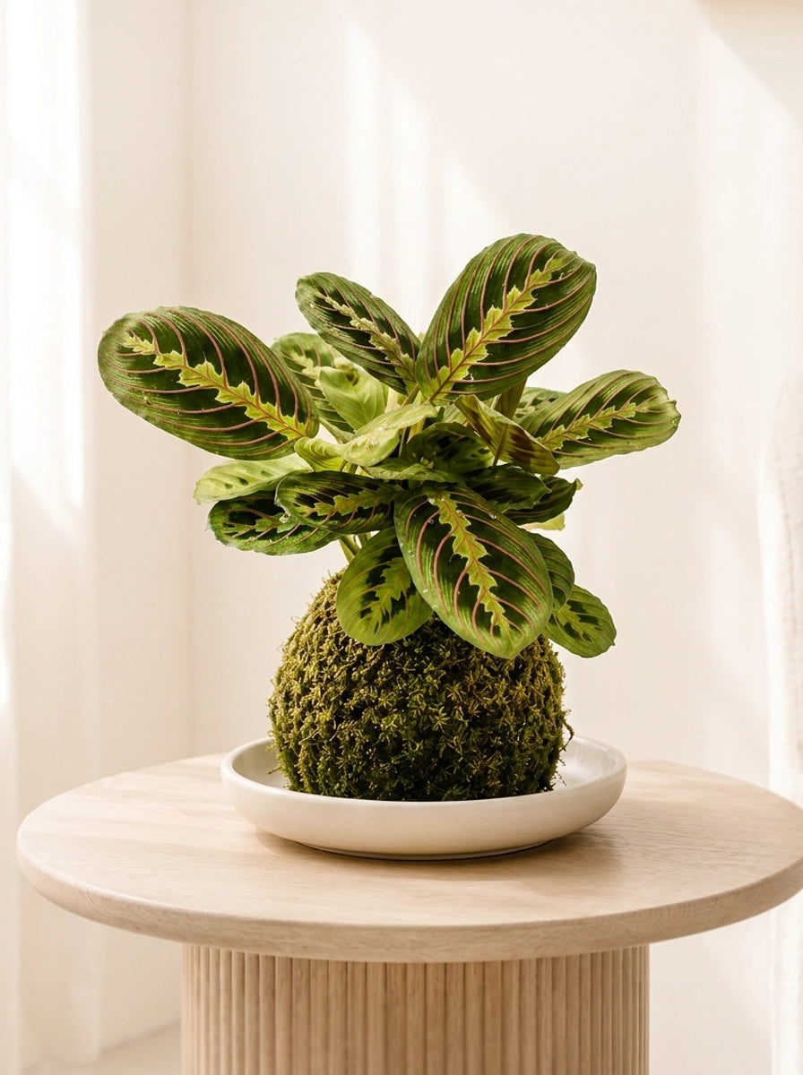 Red Veined Prayer Plant Japanese Kokedama 紅脈葉蟬竹芋日式苔蘚球，Japanese moss ball 家居擺設