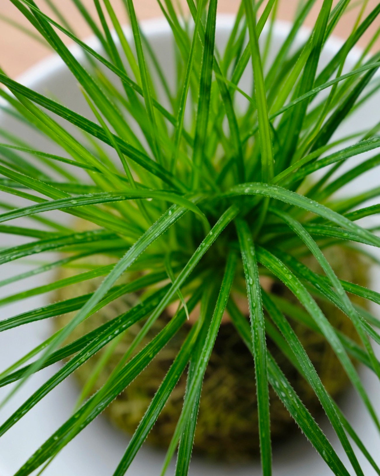 Ponytail Palm Kokedama | 酒瓶蘭苔蘚球
