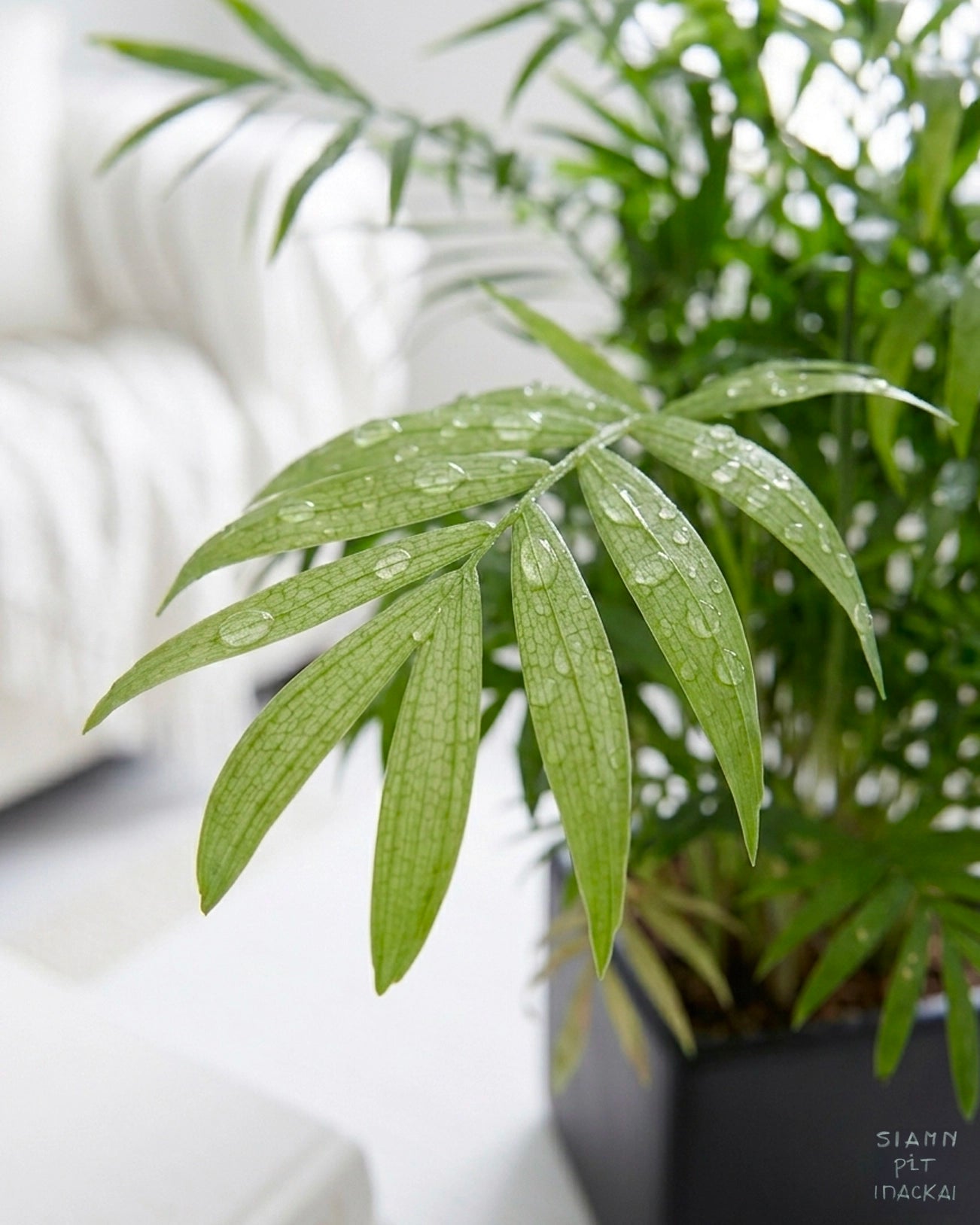 Parlor Palm | 袖珍椰子