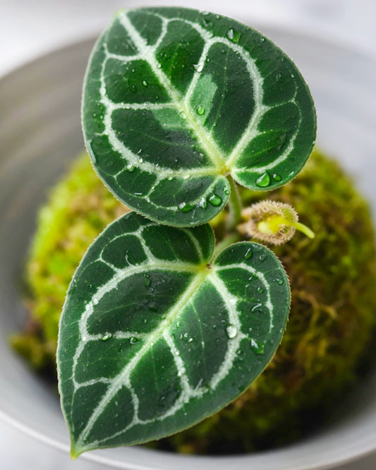 Dorayaki-shaped Kokedama | 銅鑼燒苔蘚球