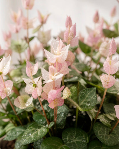 Variegated Star Jasmine | 花葉絡石